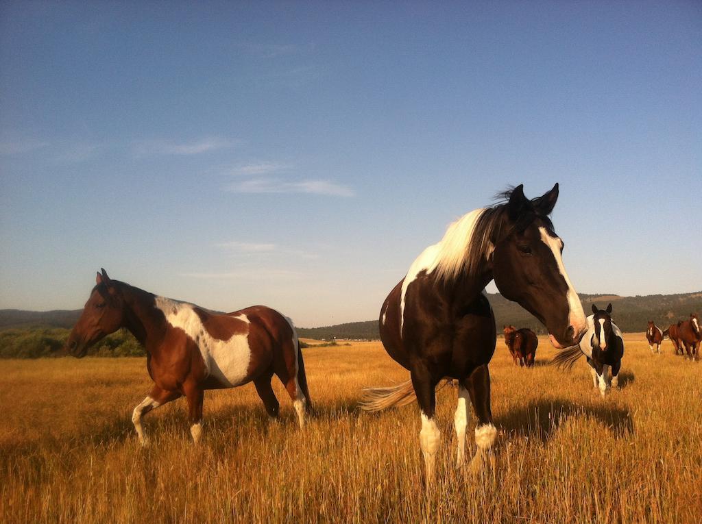 Bar N Ranch Villa West Yellowstone Buitenkant foto